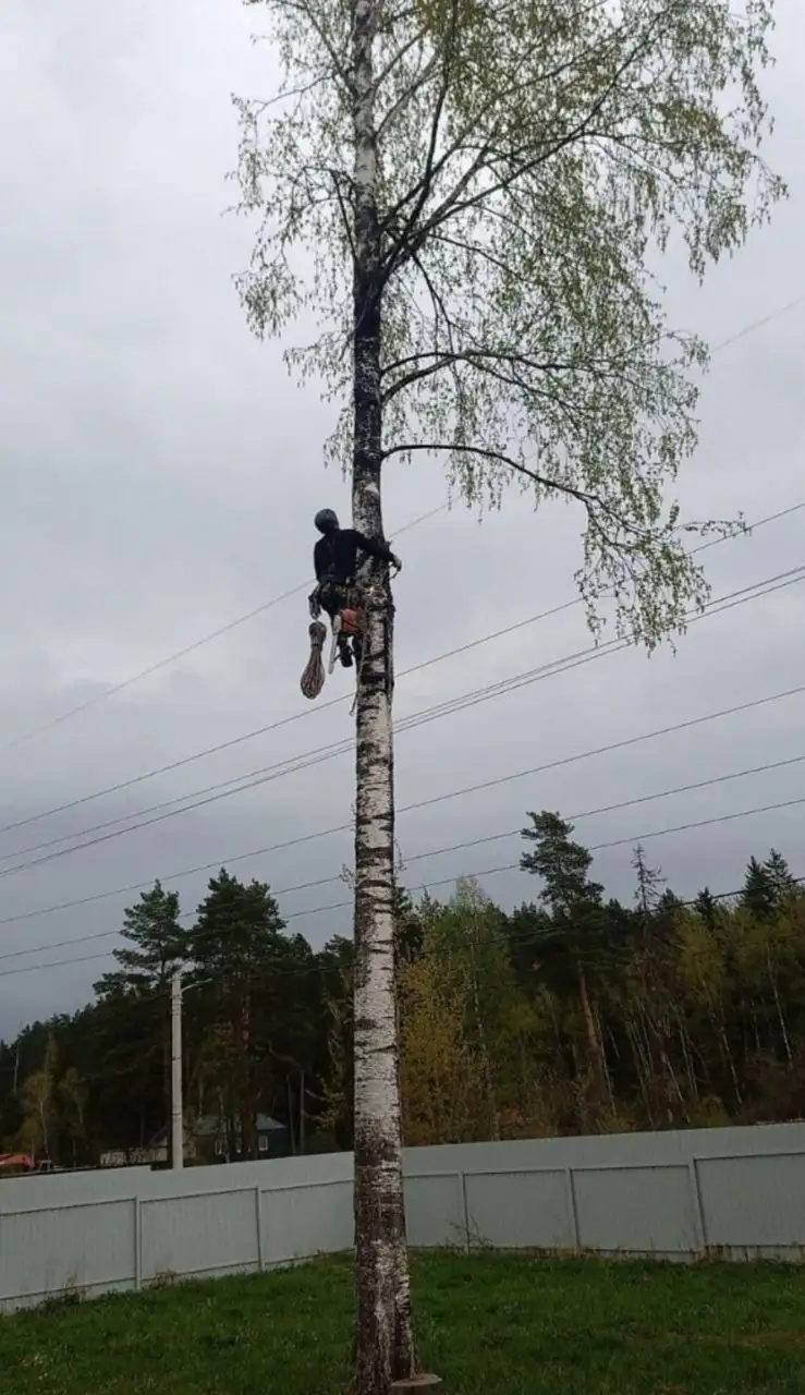Спил деревьев - Бытовые услуги (Услуги) в Бурасы