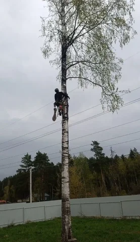 Спил деревьев - Услуги в Бурасы