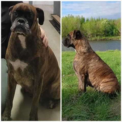 Пропала собака породы боксер в Новых Бурасах - Потерянные животные в Новые Бурасы