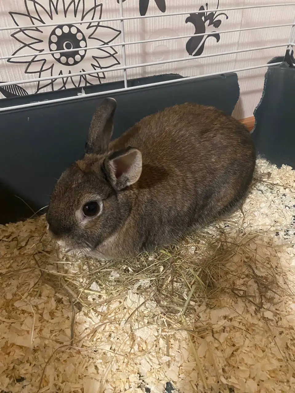 Продажа декоративного кролика - Декоративные животные (Животные) в Неизвестно