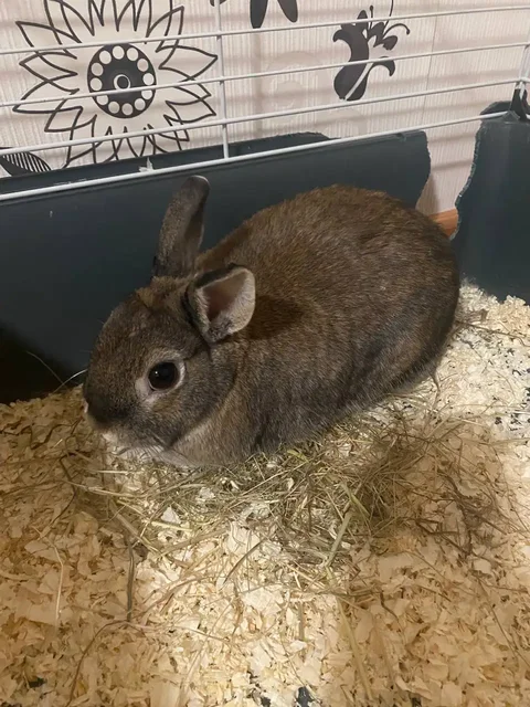 Продажа декоративного кролика - частное объявление в Неизвестно