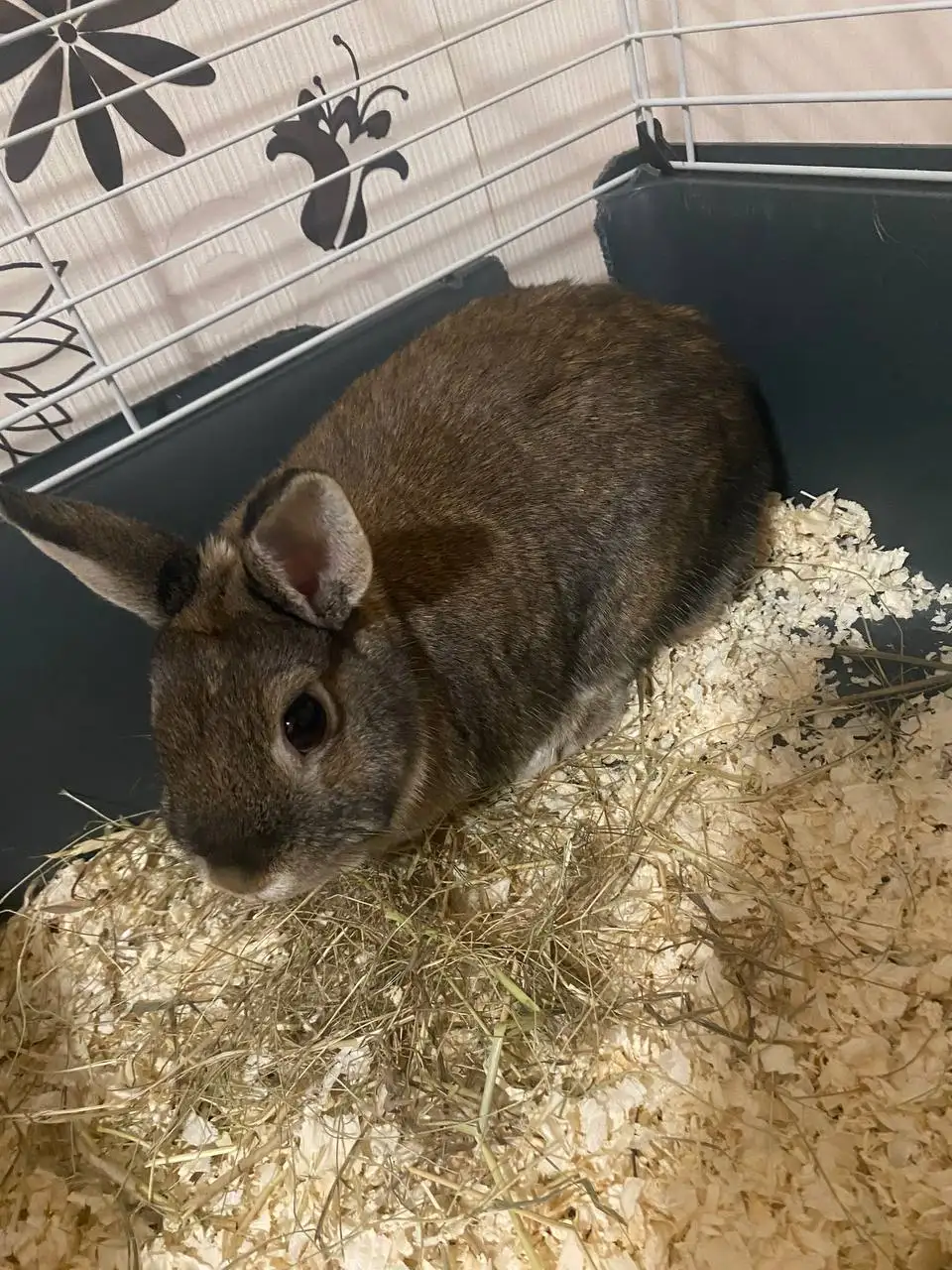 Продажа декоративного кролика - Декоративные животные (Животные) в Неизвестно