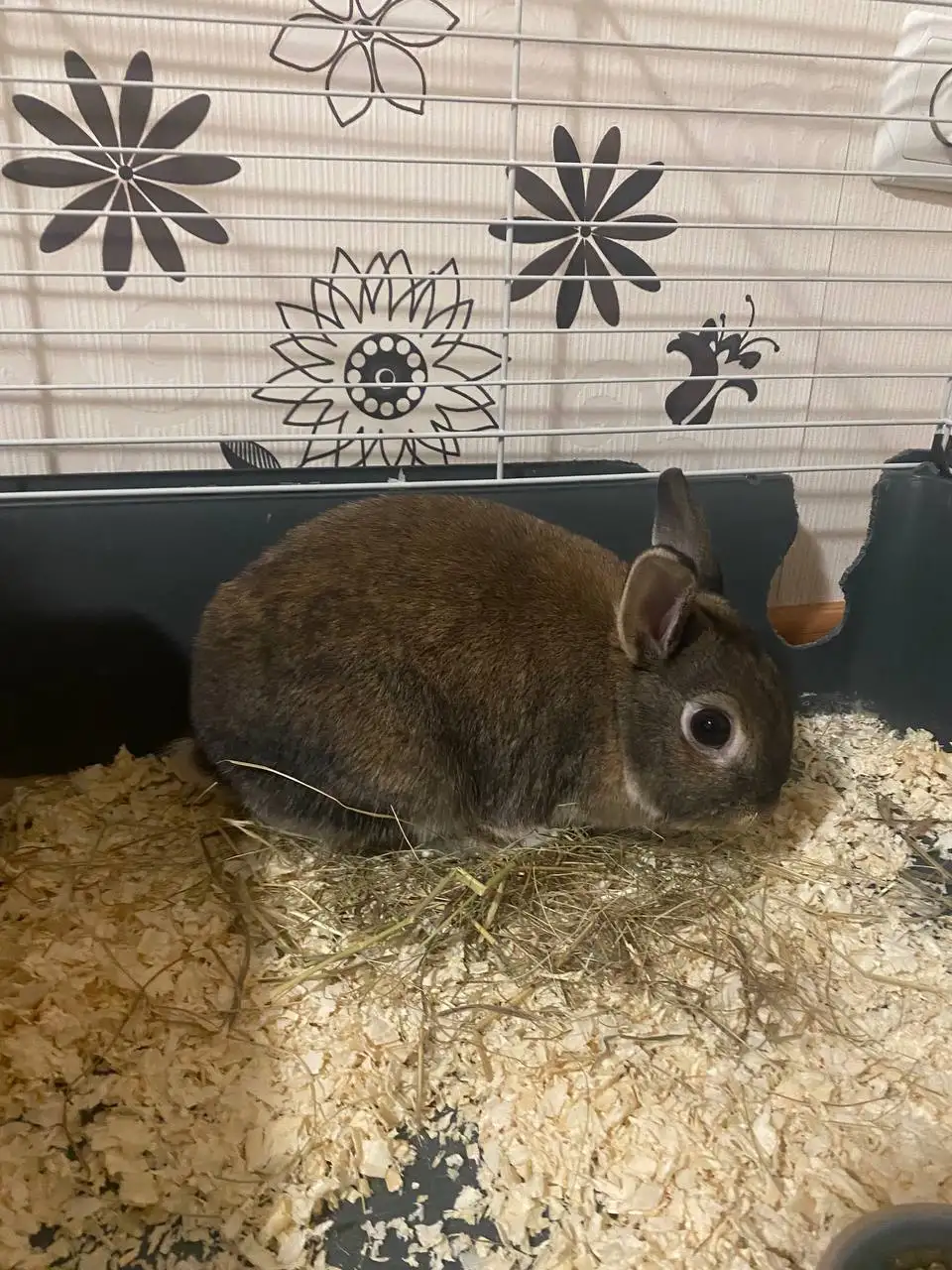 Продажа декоративного кролика - Декоративные животные (Животные) в Неизвестно