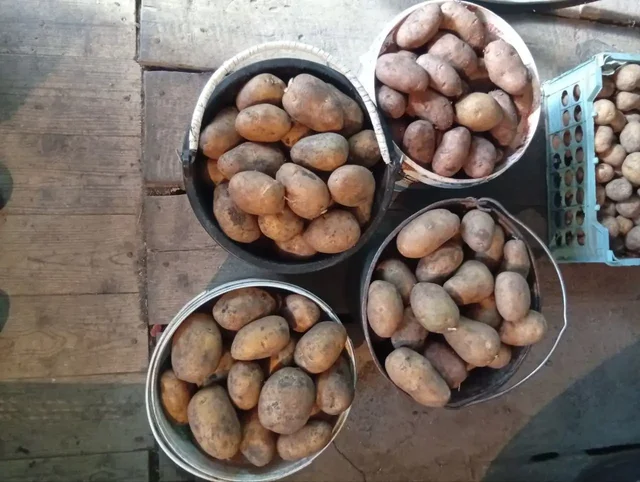 Продажа картошки на еду и семена - Продукты в Бурасы