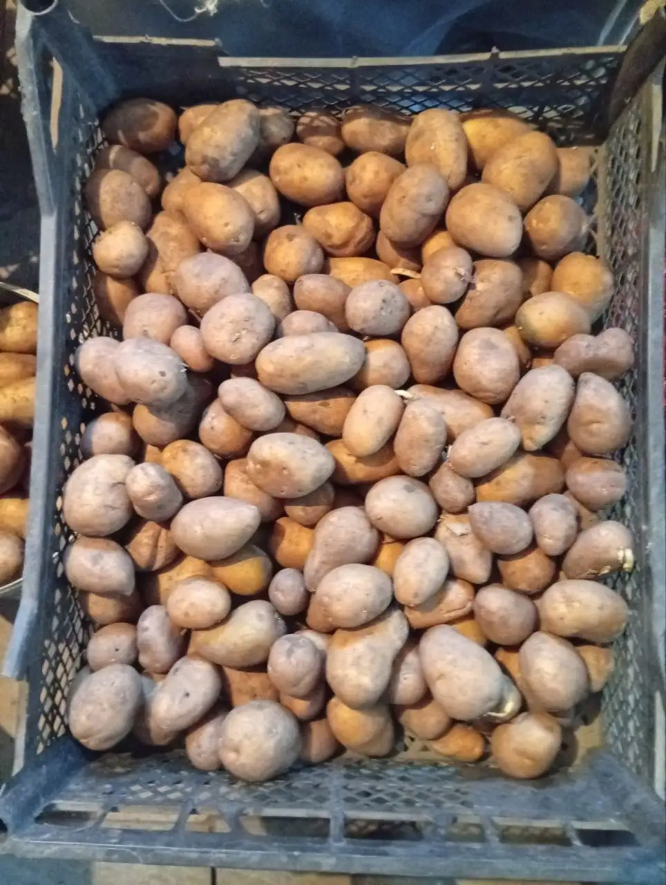 Продажа картошки на еду и семена - Продукты (Барахолка) в Бурасы