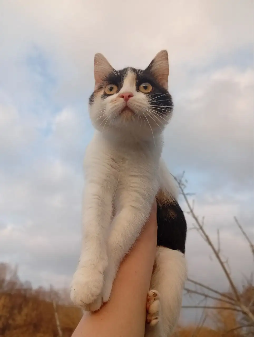 Отдам в добрые руки котенка девочку - Кошки (Животные) в Бурасы