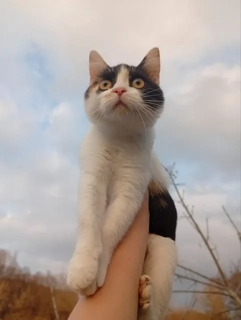 Отдам в добрые руки котенка девочку - Кошки в Бурасы