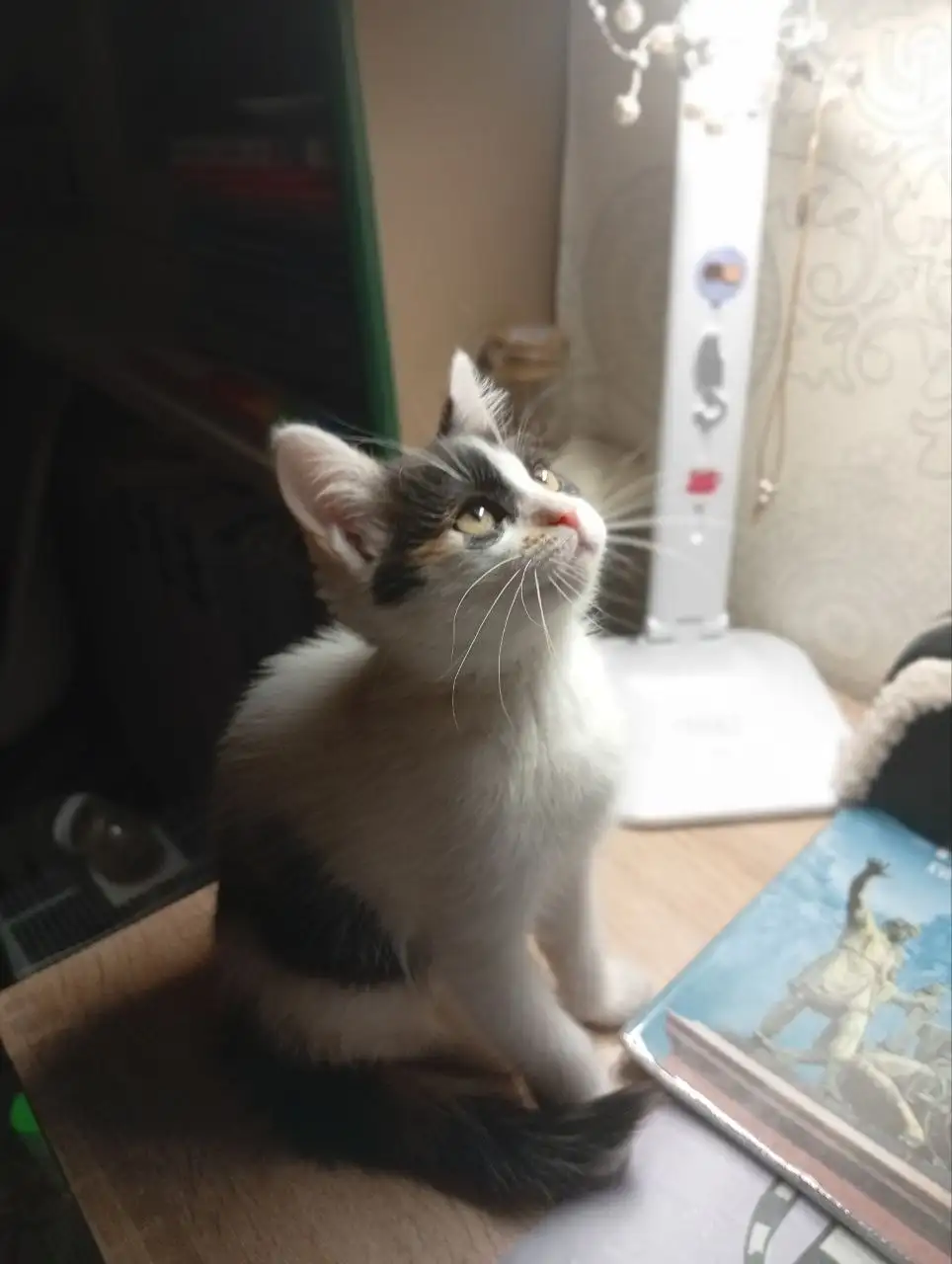 Отдам в добрые руки котенка девочку - Кошки (Животные) в Бурасы