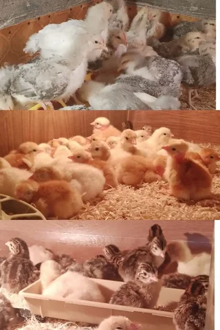 Продажа суточных и подрощенных птиц: бройлеры, цесарята, индюшата, голошейка, леггорн - Животные в Новые Бурасы