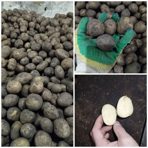 Продажа семенного картофеля сортов Аризона и Рамона - Для дома и дачи в Ивановка