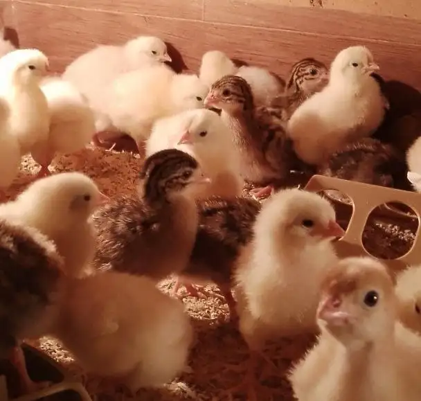 Продажа цыплят Леггорн и цесарята бройлерные Франция - Птица (Животные) в Бурасы