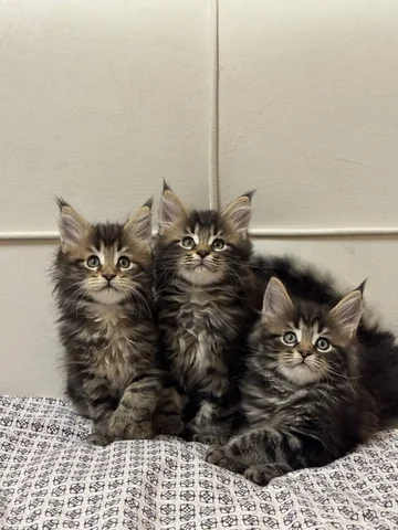 Продажа котят Мейн-Кун Полидакт - частное объявление в Новые Бурасы