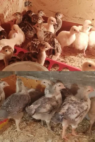 Продажа индюшат Виктория и бронза северокавказская - Птица в Новые Бурасы