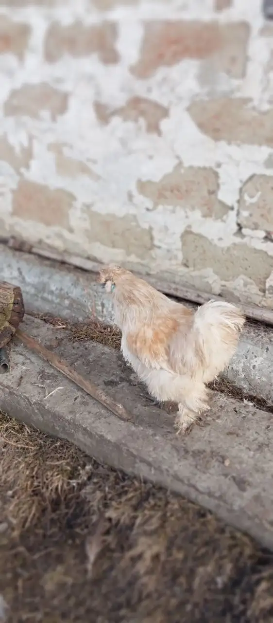 Продам 2 петуха китайских шёлковых - Птицы (Животные) в Бурасы