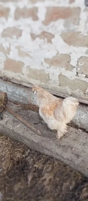 Продам 2 петуха китайских шёлковых - Сельскохозяйственные животные в Бурасы