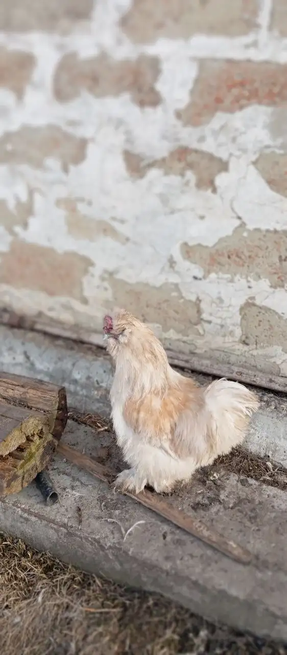 Продам 2 петуха китайских шёлковых - Птицы (Животные) в Бурасы