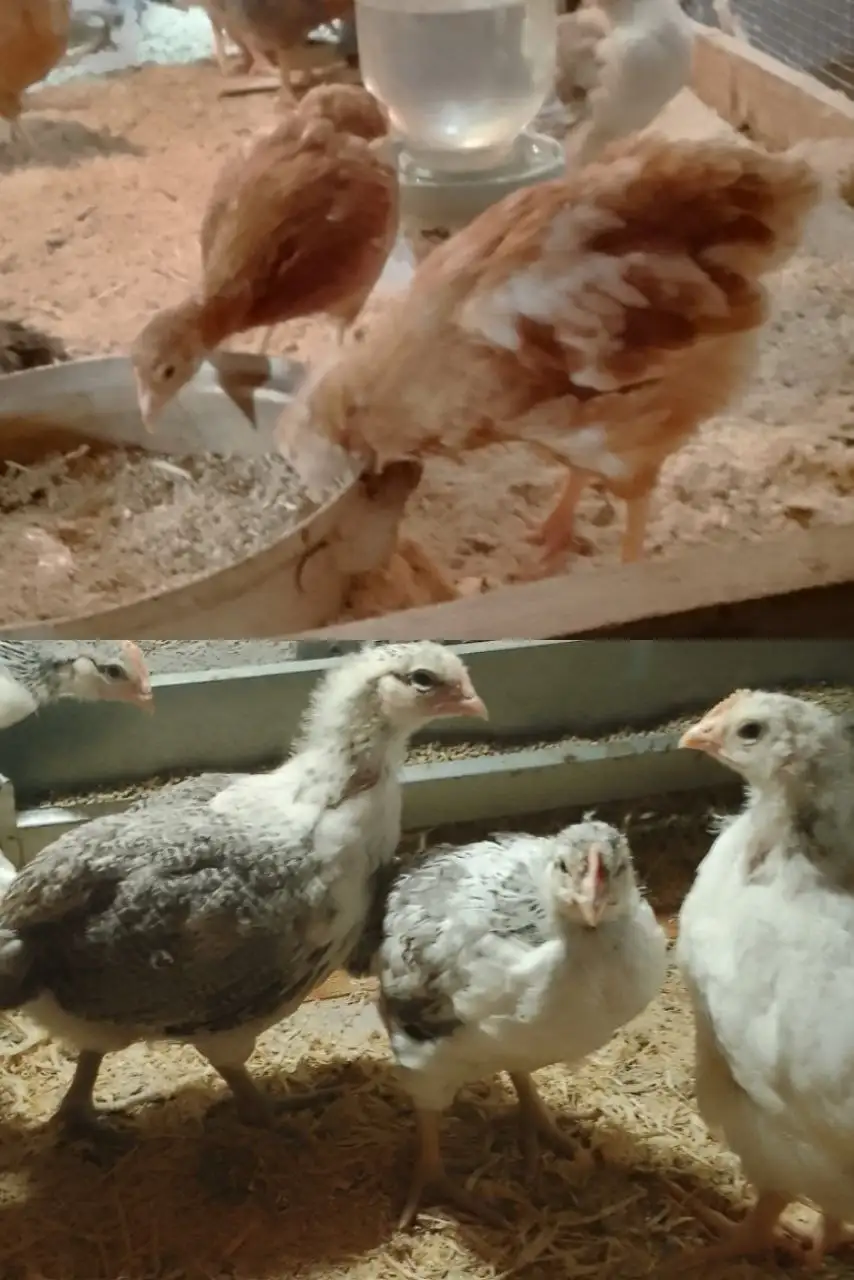 Продажа цыплят пород мастер Грей и ломан Браун - Птицы (Животные) в Бурасы