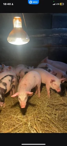 Продажа поросят породы крупная белая и дюрок - Сельскохозяйственные животные в Бурасы
