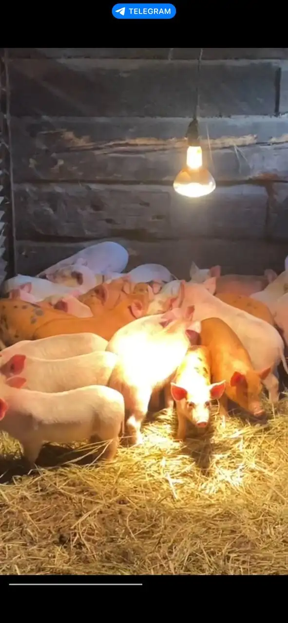 Продажа поросят породы крупная белая и дюрок - Сельскохозяйственные животные (Животные) в Бурасы