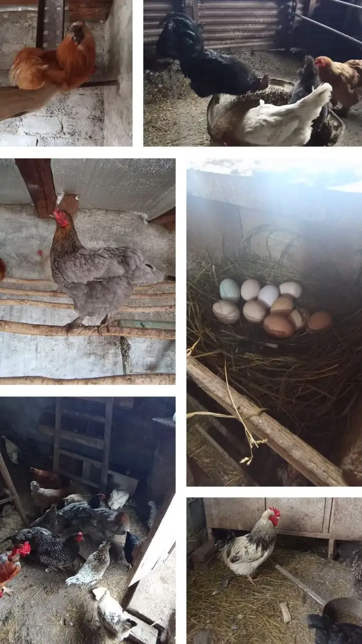 Инкубационное яйцо и выведение цыплят - Птицеводство (Животные) в Бурасы