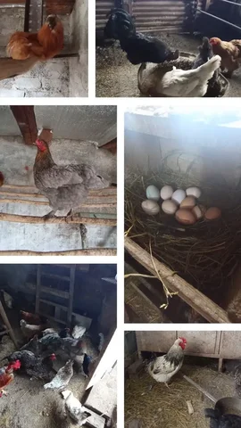 Инкубационное яйцо и выведение цыплят - частное объявление в Бурасы