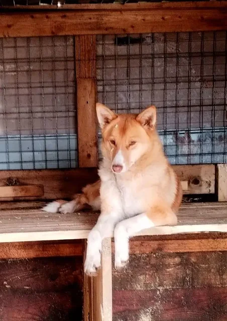 Щенок Катя в добрые руки - частное объявление в Новые Бурасы