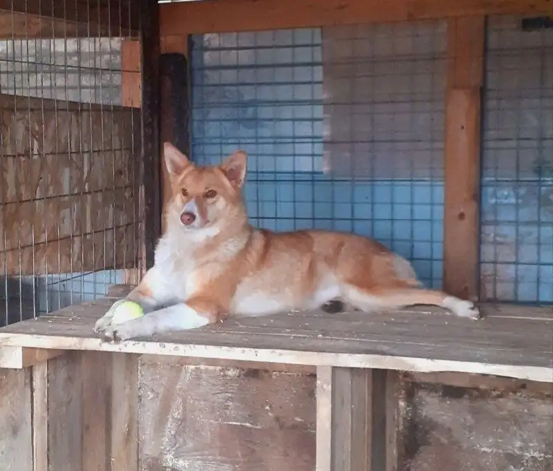 Щенок Катя в добрые руки - Собаки (Животные) в Новые Бурасы