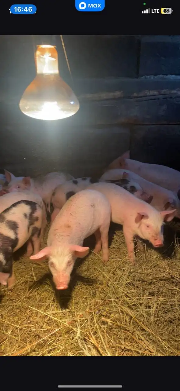 Продам поросят - Животные в Новые Бурасы