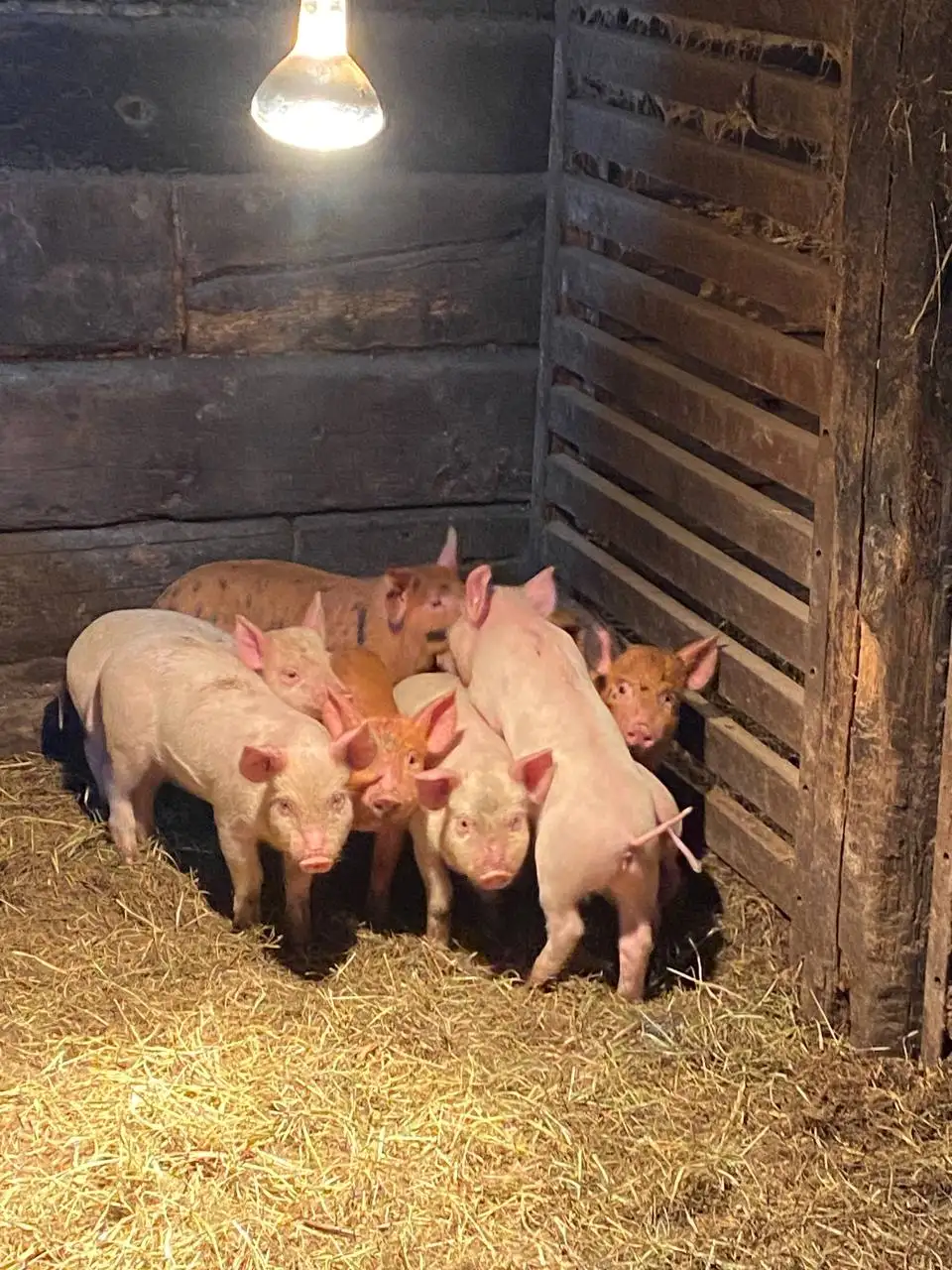 Продам поросят - Животные в Новые Бурасы