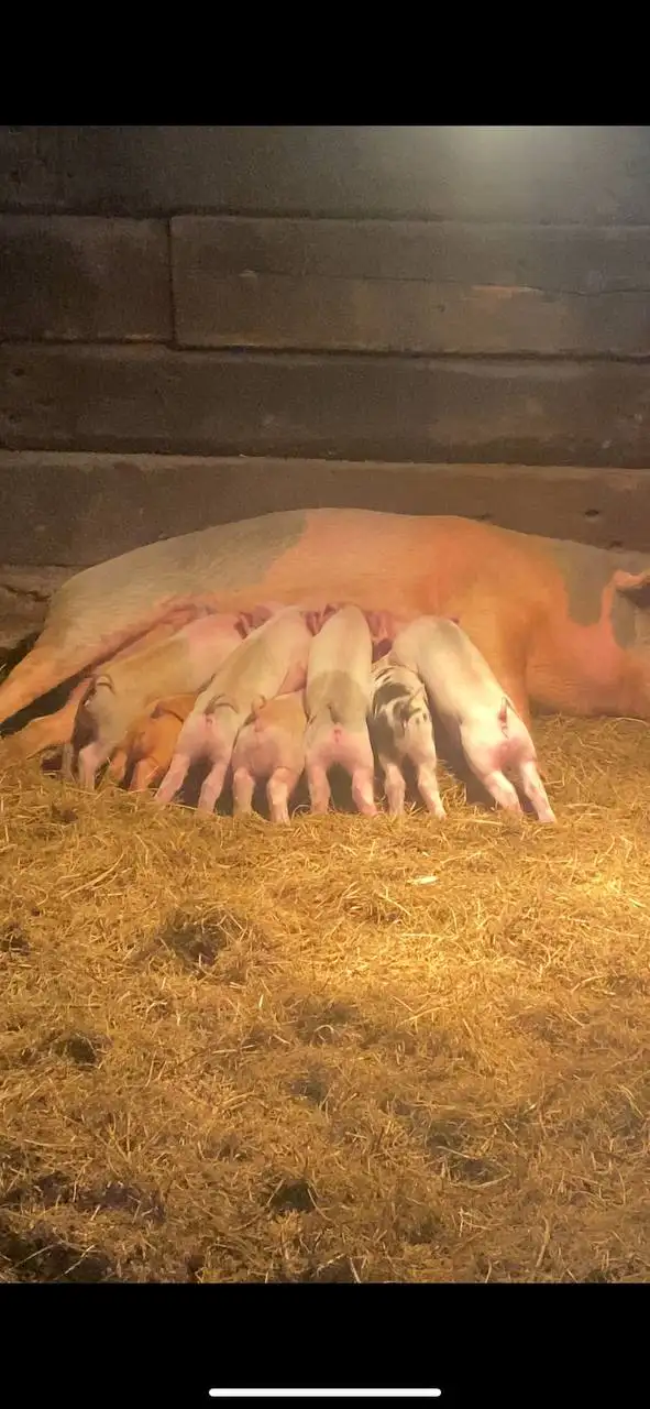 Продам поросят - Животные в Новые Бурасы