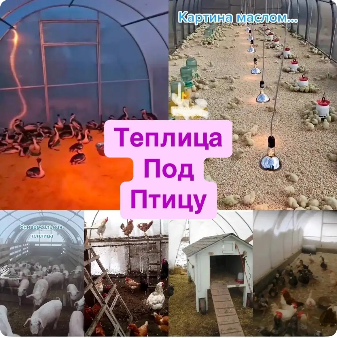 Усиленные теплицы из оцинкованного профиля - Теплицы (Для дома и дачи) в Новые Бурасы