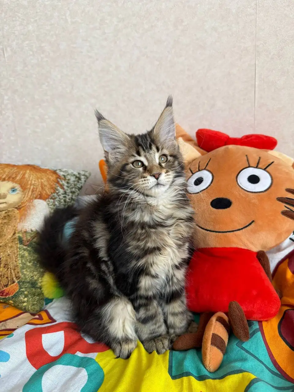 Продажа котят Мейн-Кун Полидакт - Кошки (Животные) в Новые Бурасы