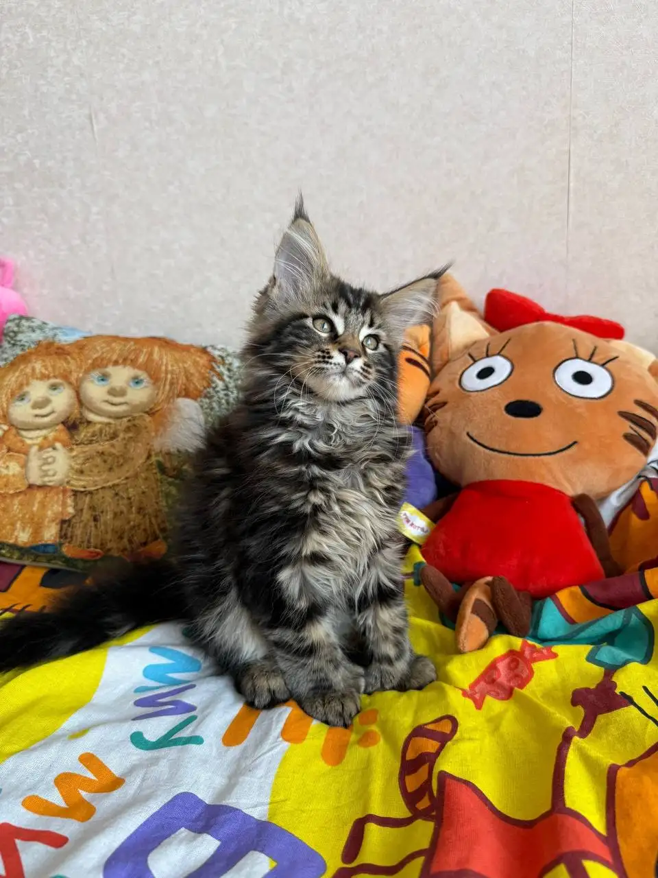 Продажа котят Мейн-Кун Полидакт - Кошки (Животные) в Новые Бурасы