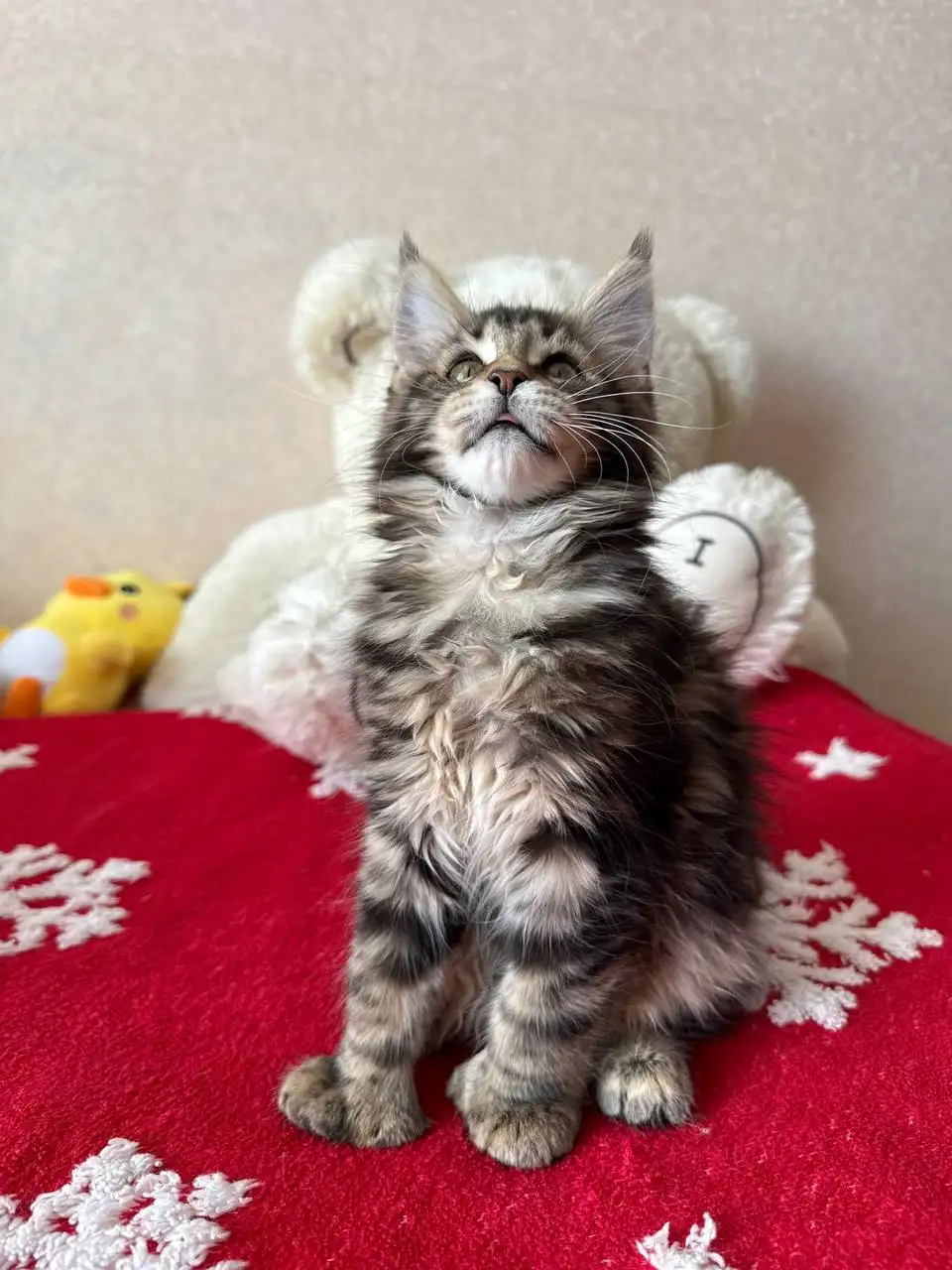 Продажа котят Мейн-Кун Полидакт - Кошки (Животные) в Новые Бурасы