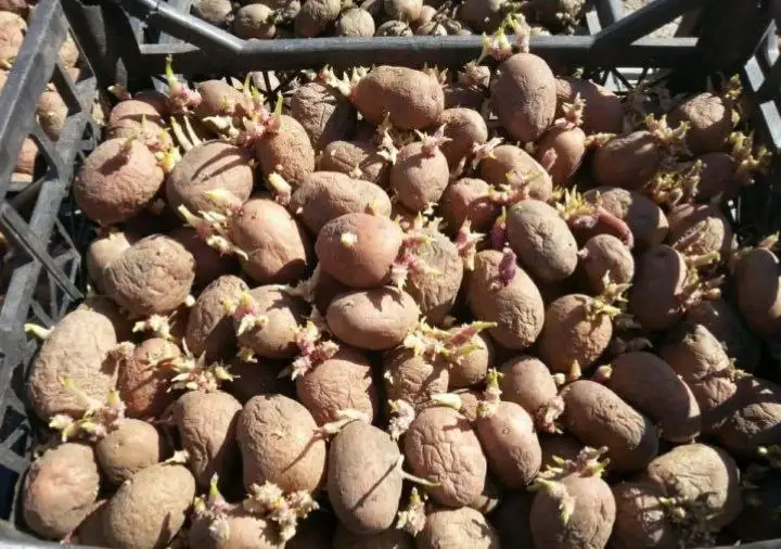 Продажа посадочного картофеля - Рассада и семена (Для дома и дачи) в Ивановка