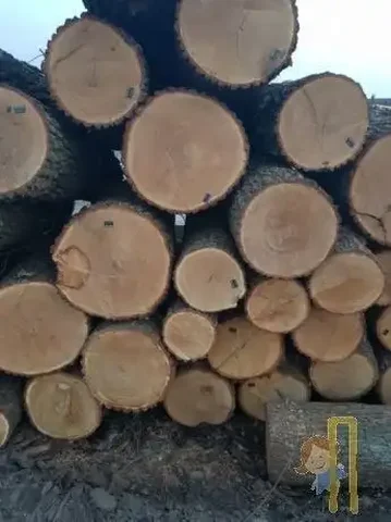 Дубовые дрова в Новых Бурасах - Рассада и семена в Новые Бурасы