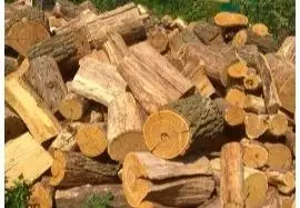 Продажа дубовых дров и пеньков с бесплатной доставкой в Новых Бурасах - Услуги в Новые Бурасы