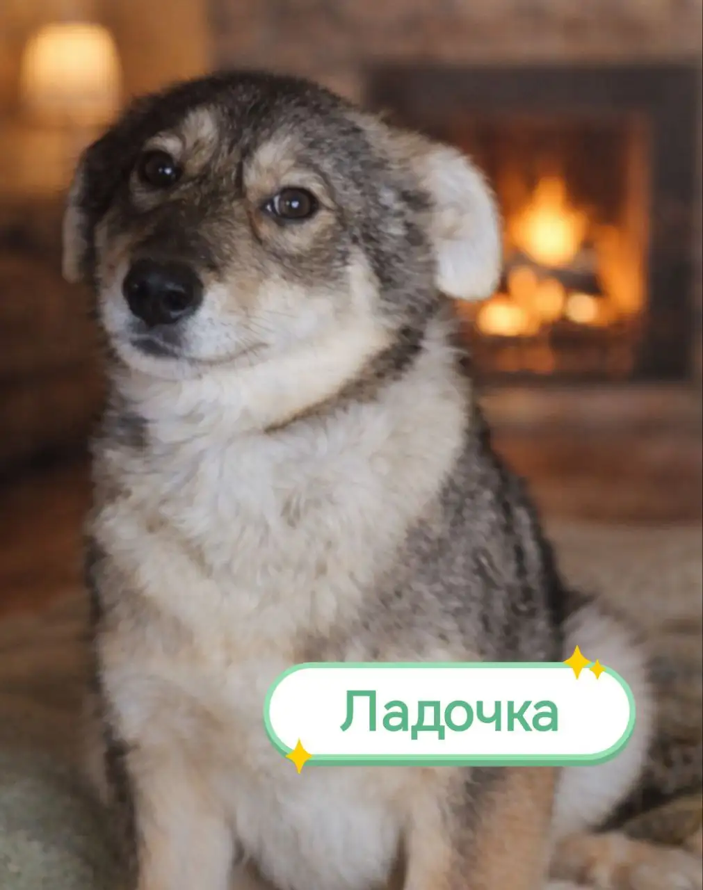 Лада ищет дом - Кошки (Животные) в Саратов