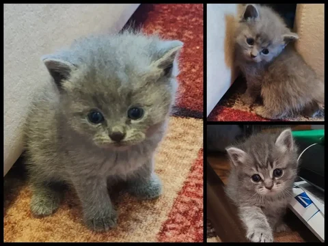 Котята британской вислоухой - Кошки в Неизвестно