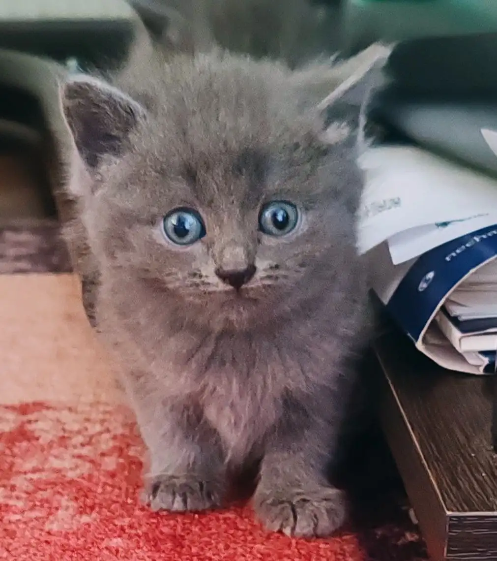 Котята в добрые руки - Животные в Новые Бурасы