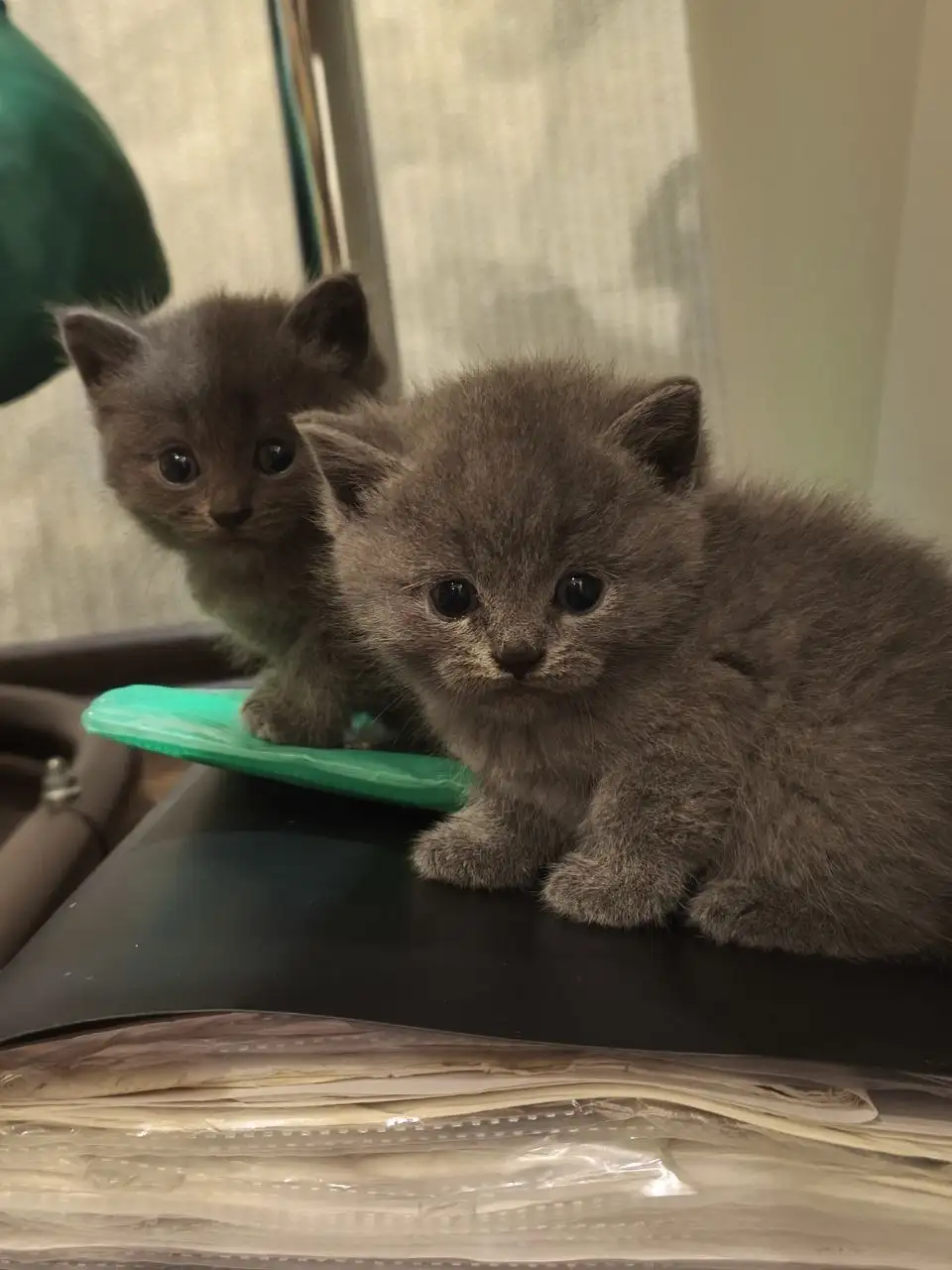 Котята в добрые руки - Животные в Новые Бурасы
