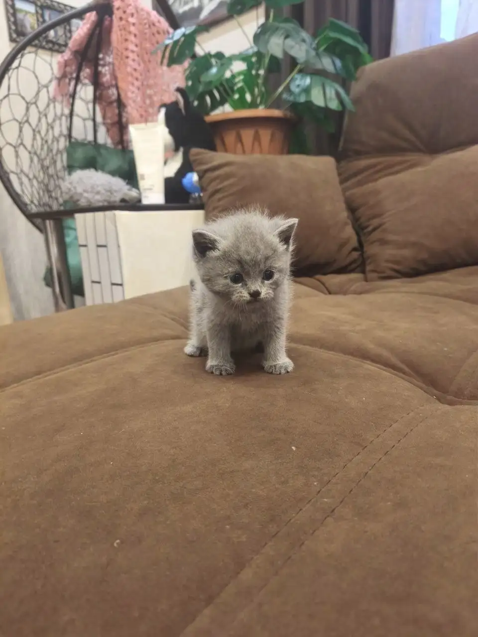 Котята в добрые руки - Животные в Новые Бурасы