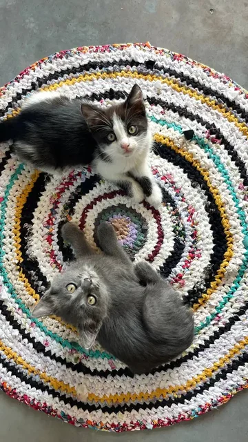 Отдают котят - Животные в Неизвестно