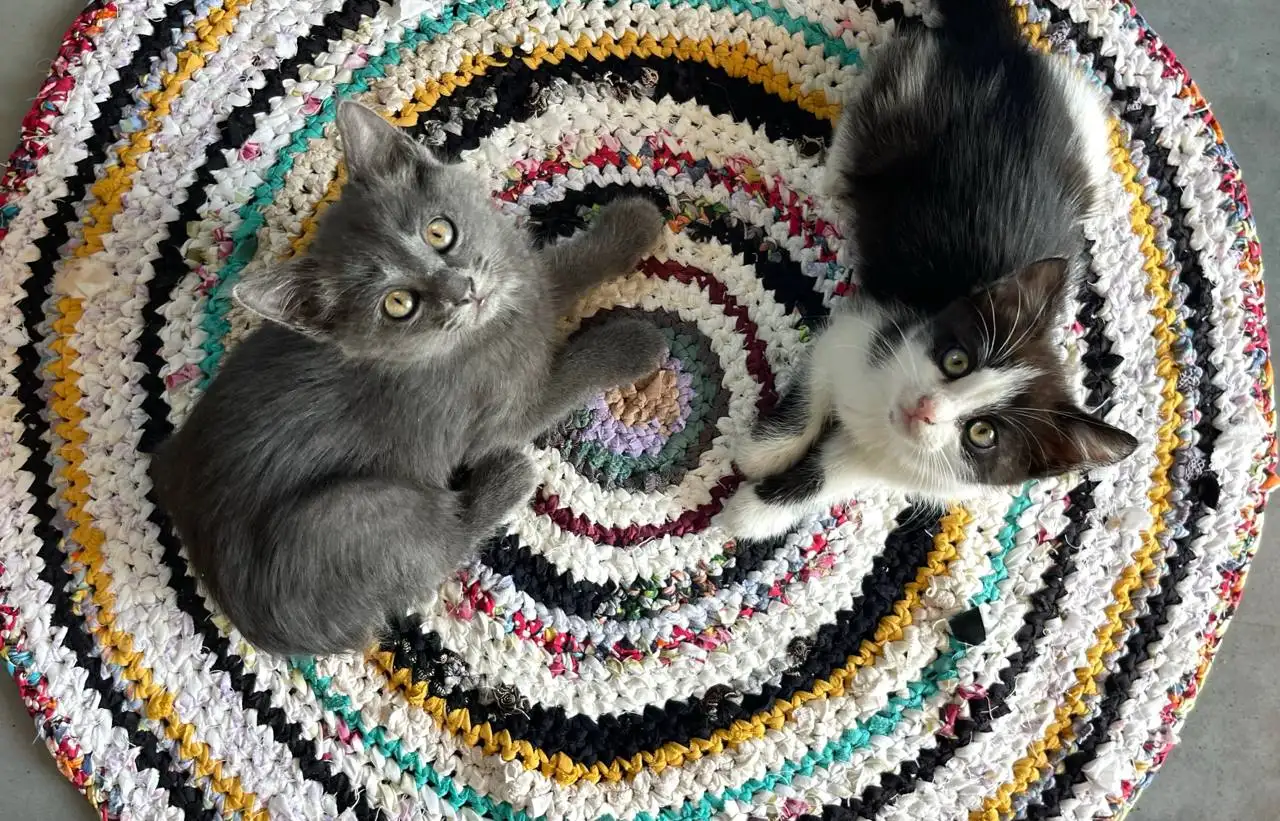 Котята в добрые руки - Кошки (Животные) в Неизвестно