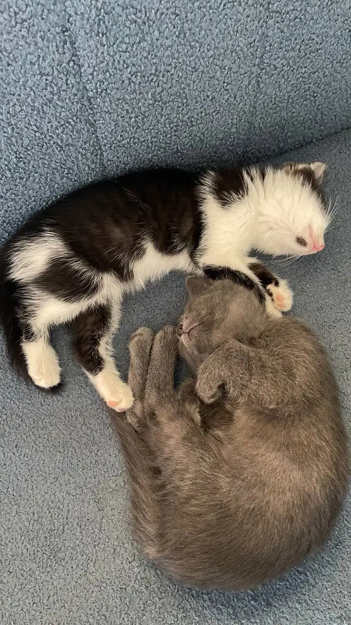 Котята в добрые руки - Кошки (Животные) в Неизвестно