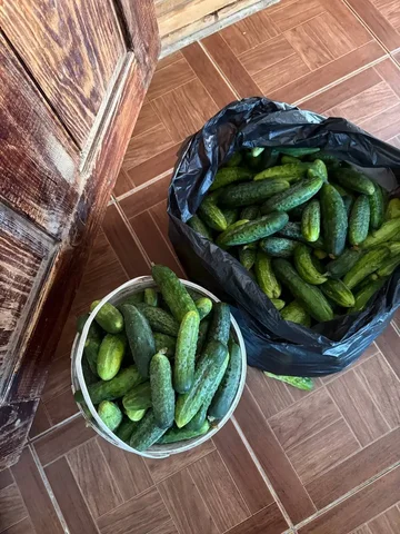 Продажа свежих огурцов - Рыба и морепродукты в Неизвестно