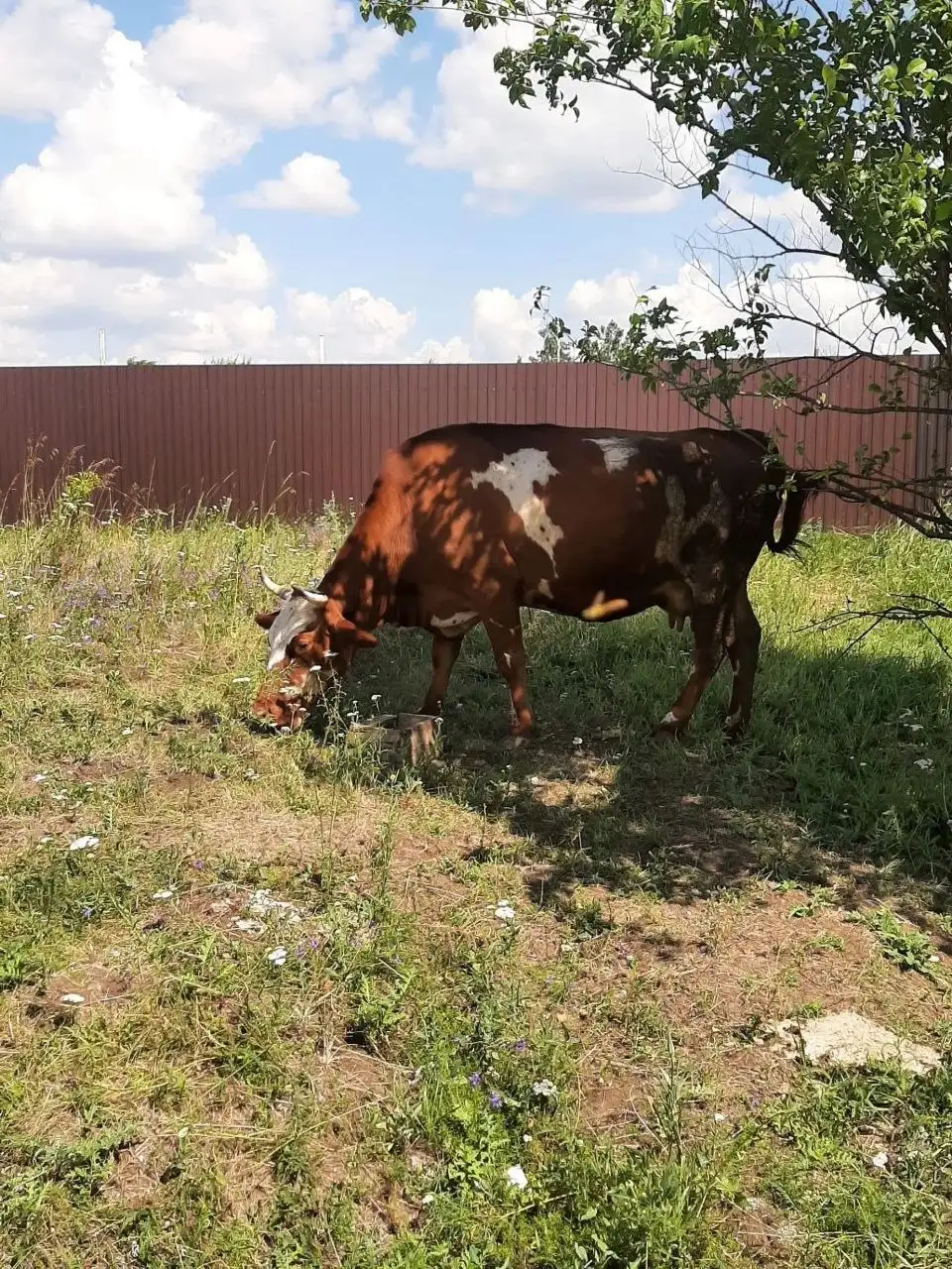 Продам корову - Животные в Новые Бурасы