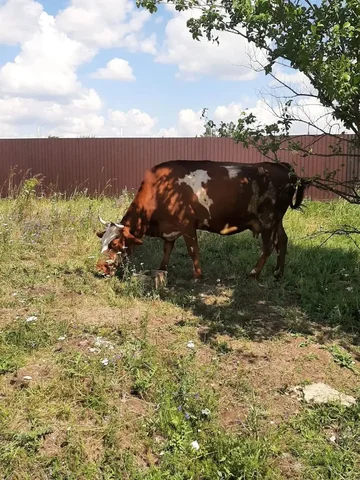 Продам корову - частное объявление в Новые Бурасы