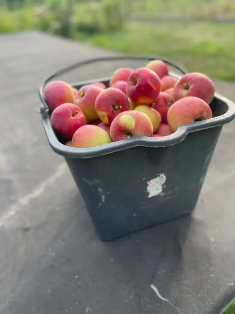 Продам яблоки - Мед в Новые Бурасы