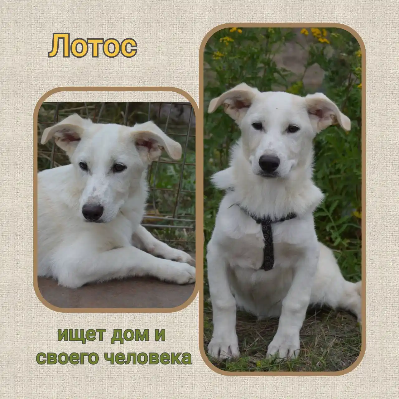 Лотос - собака-компаньон - Животные в Саратов